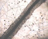 Transformed carrot root, mycelium and spores (GA6)