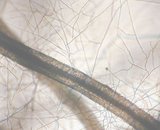 Extraradical mycelium and newly developed spore  (GC2)