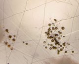 Extraradical spores and mycelium (GX1)