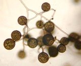 Extraradical Spores (GX9)
